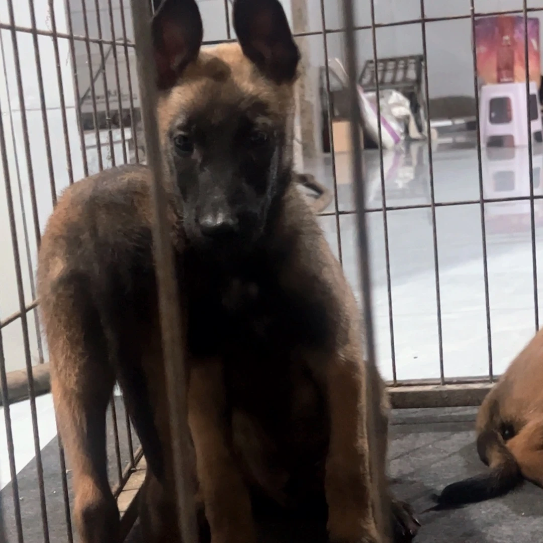 老血马犬找公两个月