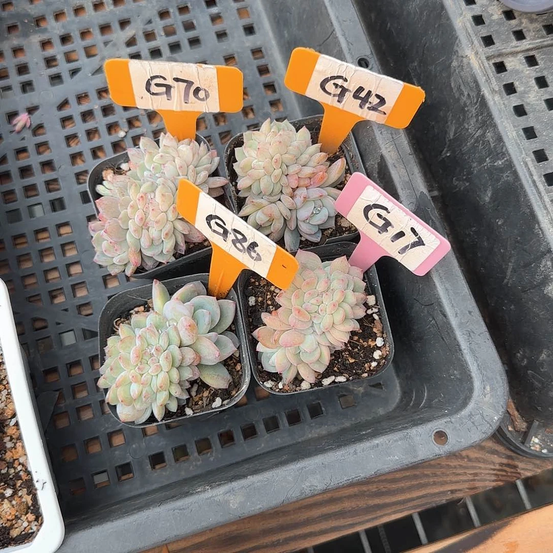 浅**凉G70428617橙梦露缀化四个多肉