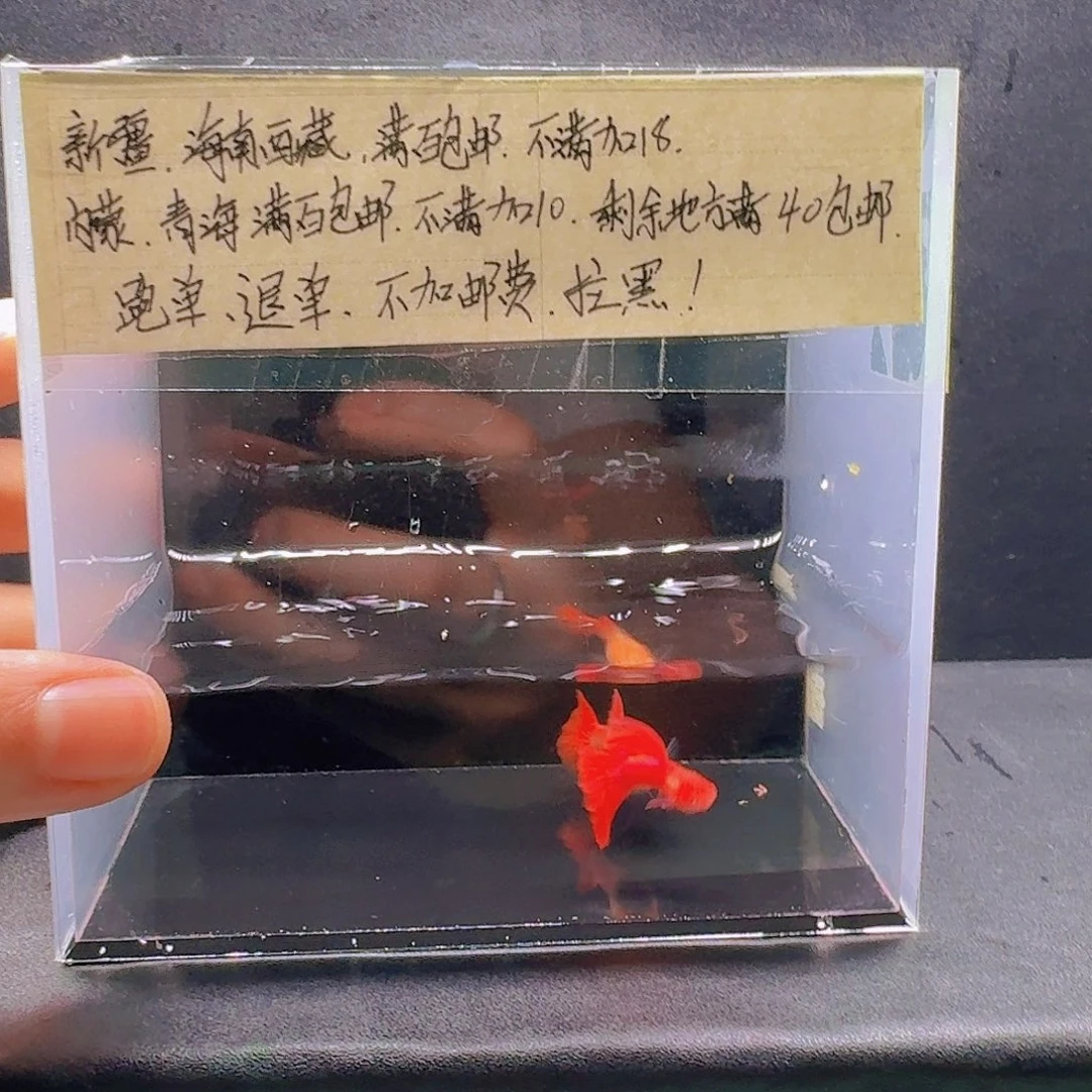 孔雀鱼爱尔银红尾一对