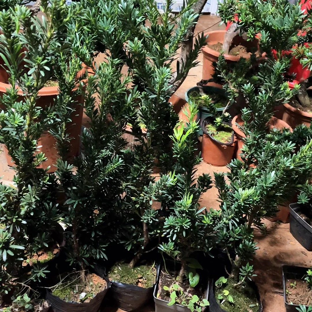 心***静无花朵罗汉松素材罗汉松10棵