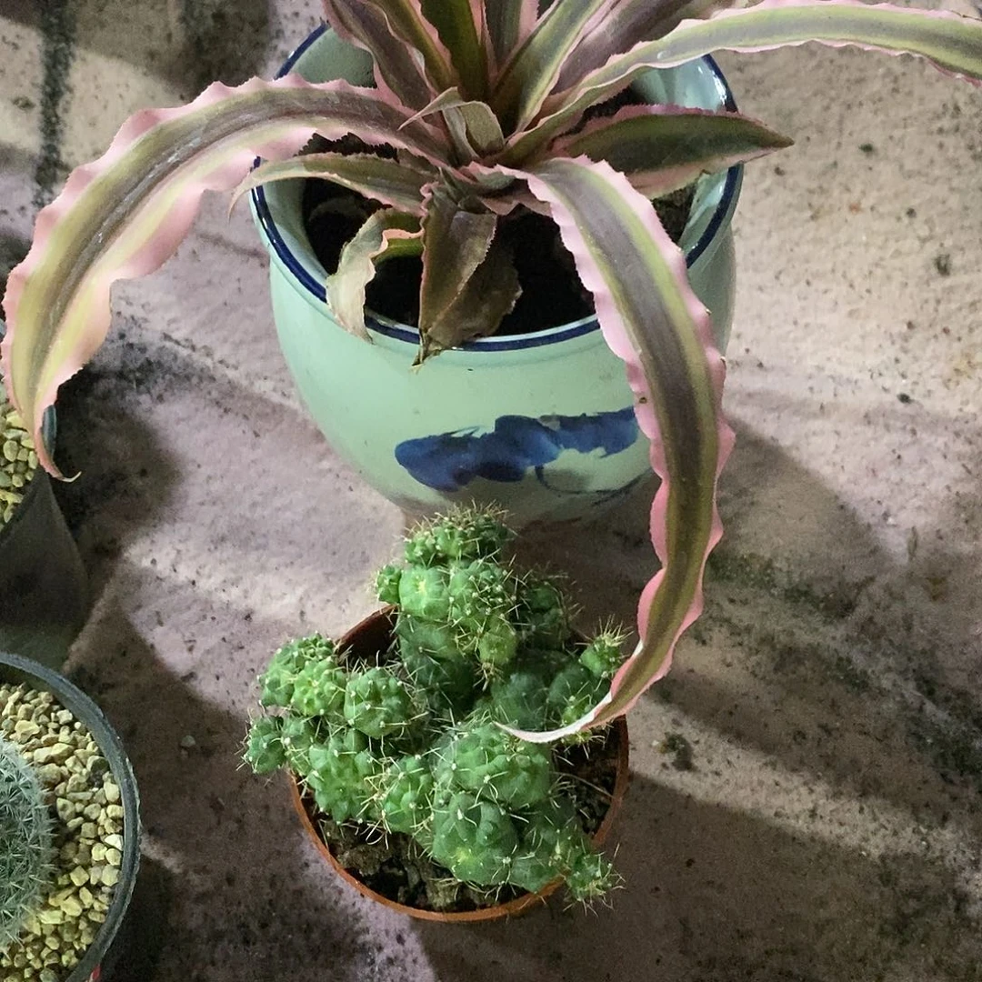 *****无花朵非花玉石化仙人球