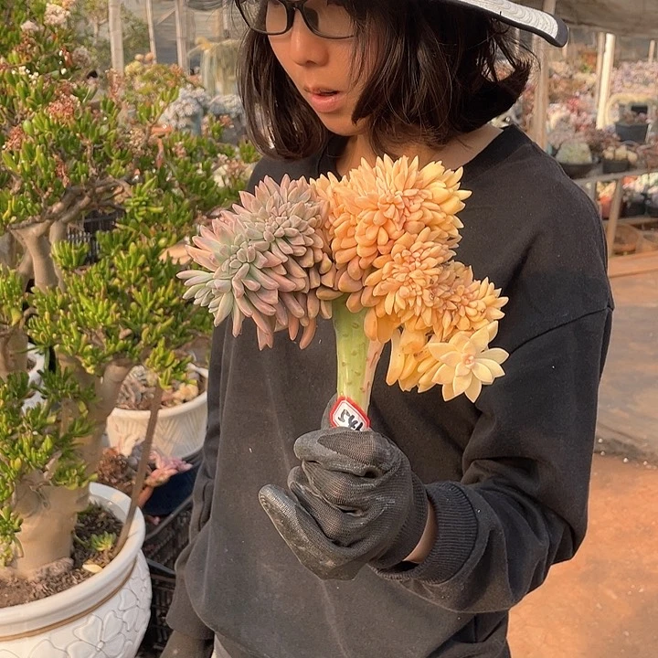 546淡雪锦缀化头 一物一拍