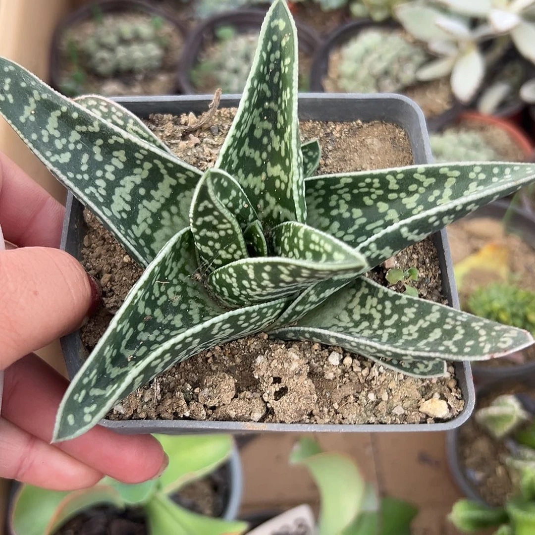多肉植物多肉植物