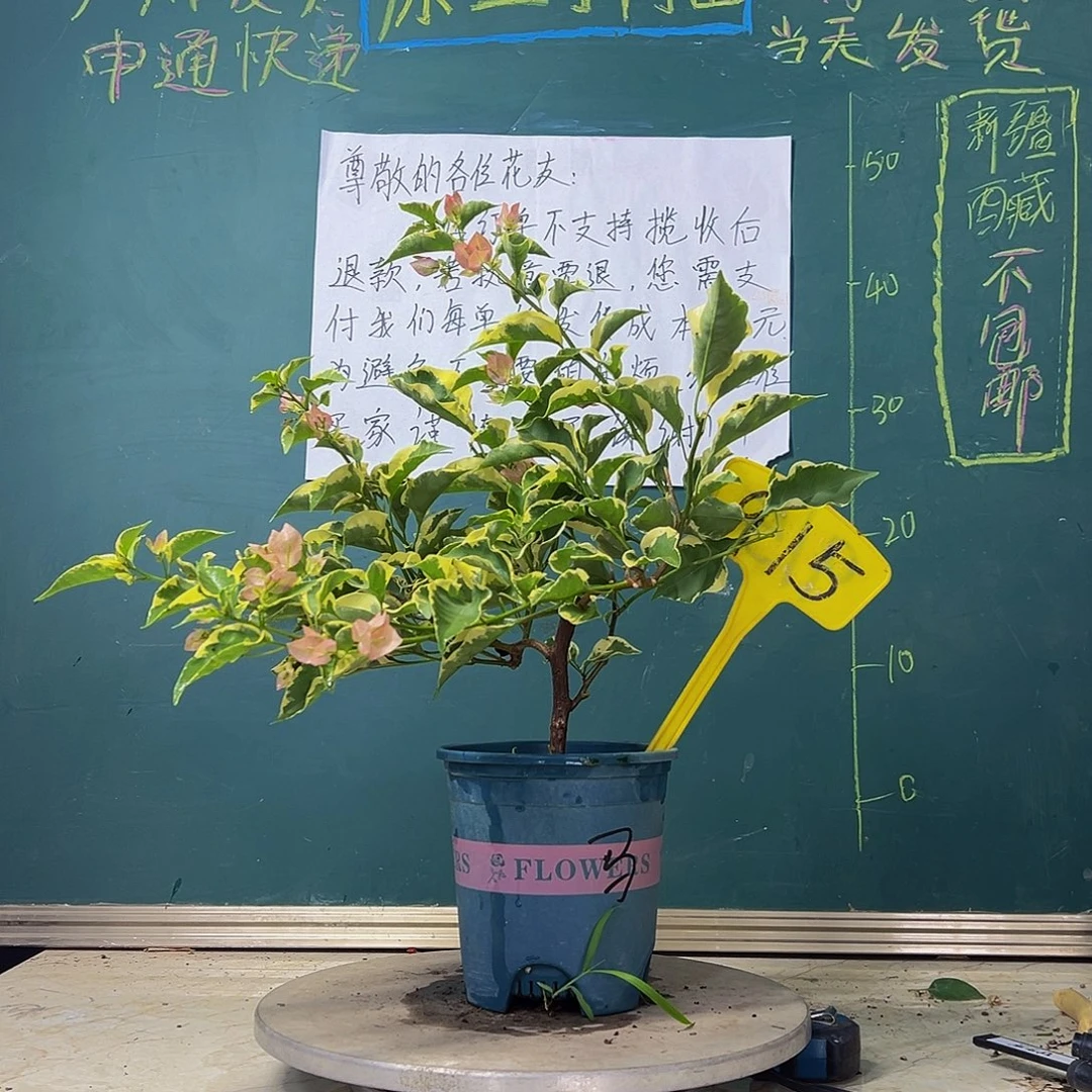 当前无花栽培后可以开花马斯 915