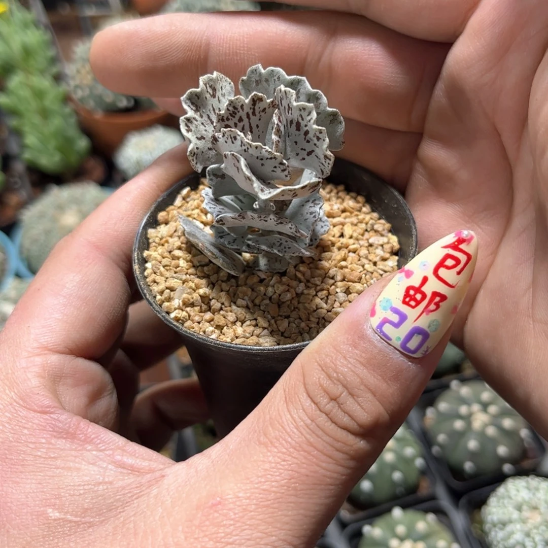 单头姬宫白雀扇单头发货有根