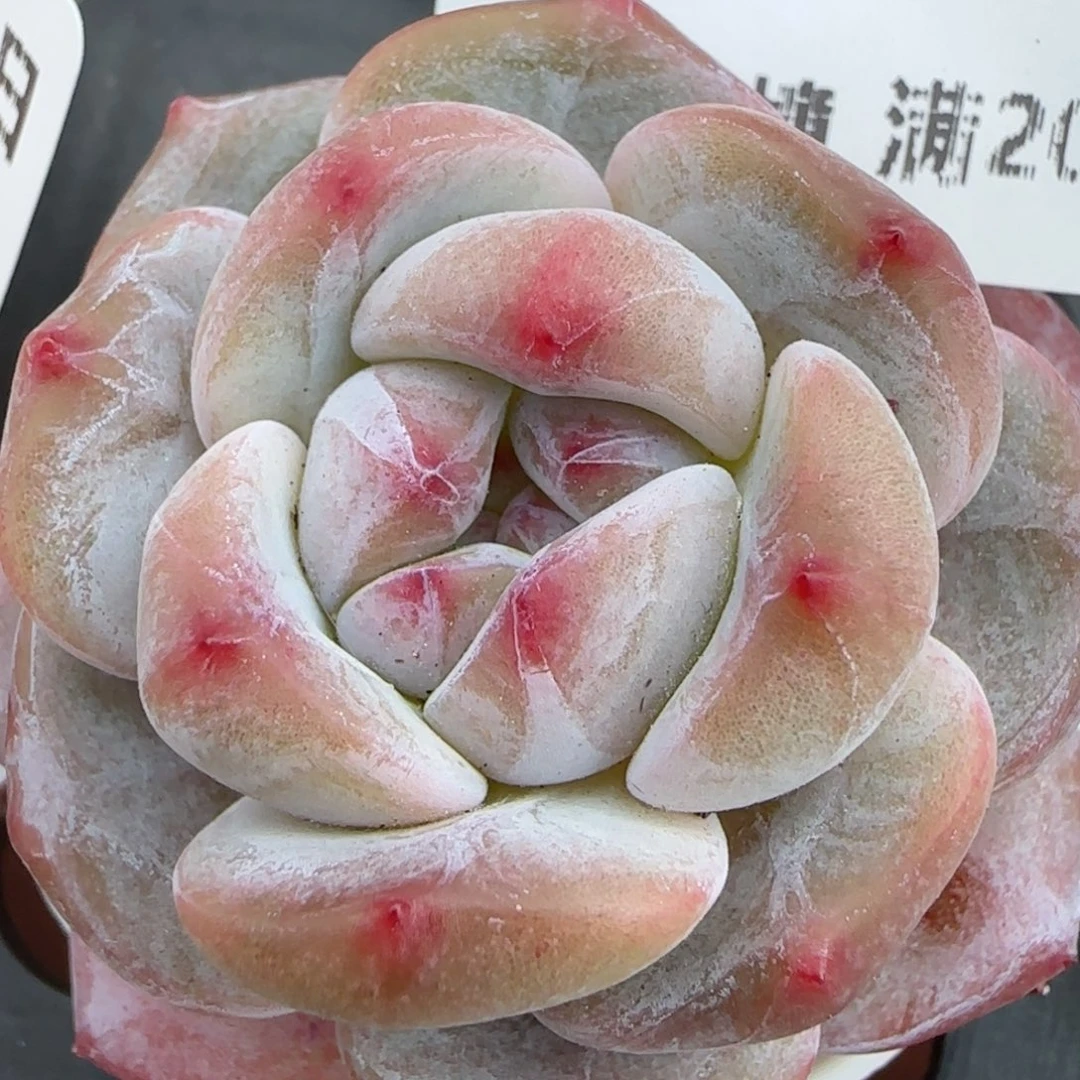 花语逸境0209-611