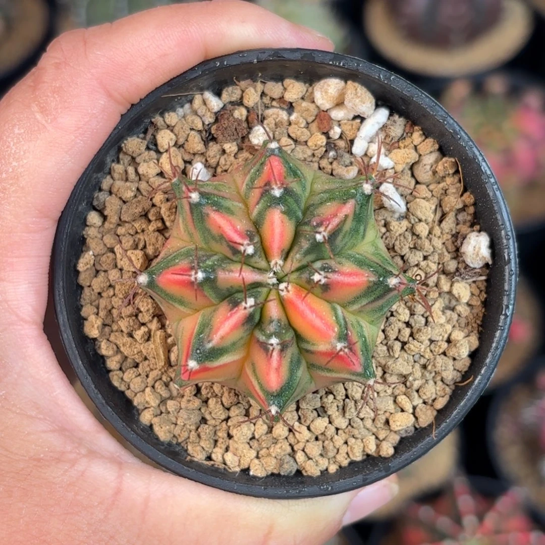 泰系米哈仙人球600