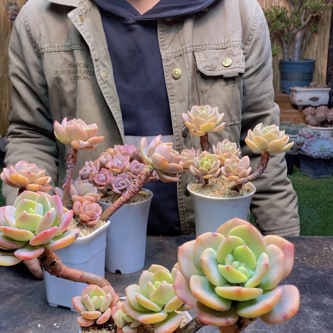 紫***?159号白月光老桩