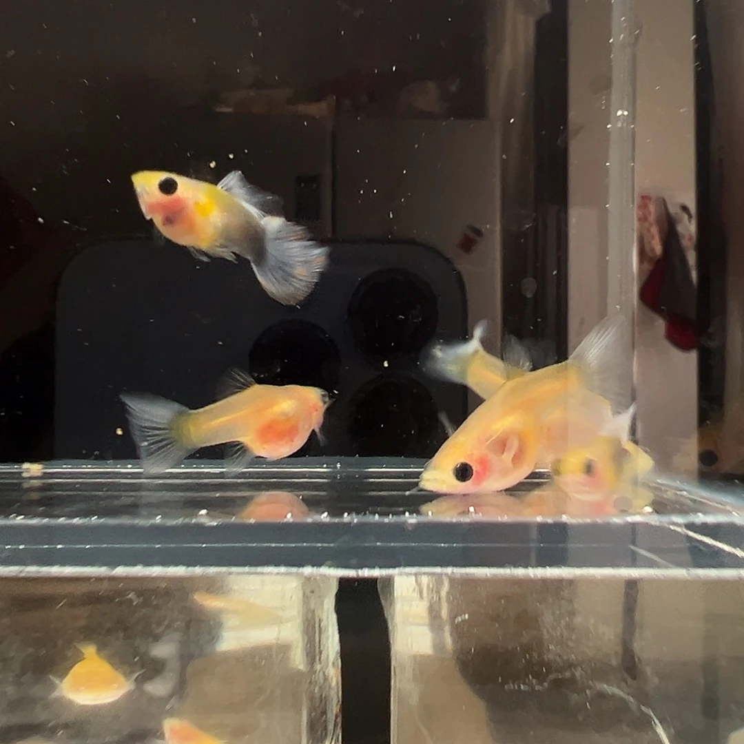 孔雀鱼黄肉蓝礼服短体玻璃猫3对