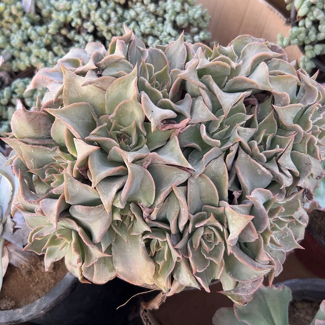 多肉植物大群饺子皮