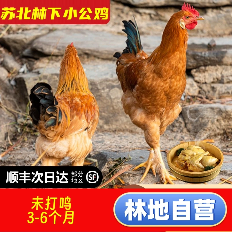 滨海梨园散养小公鸡