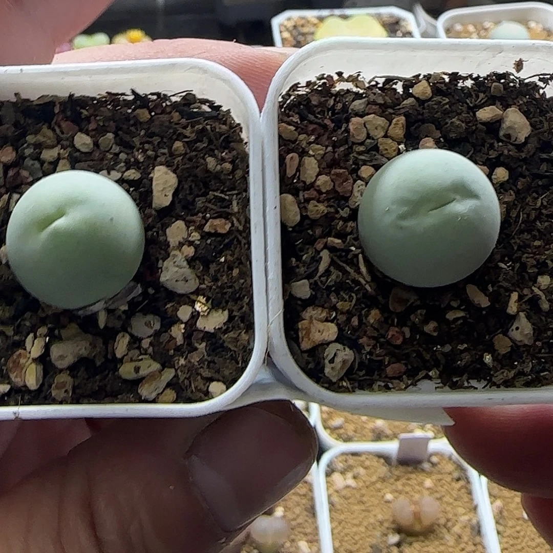 274鸽子蛋2颗带盆土
