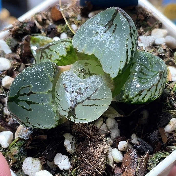 526虞美人特选福利