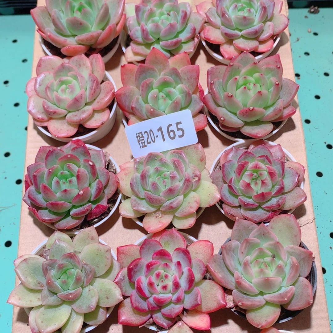 20-165一物一拍多肉带盆18颗