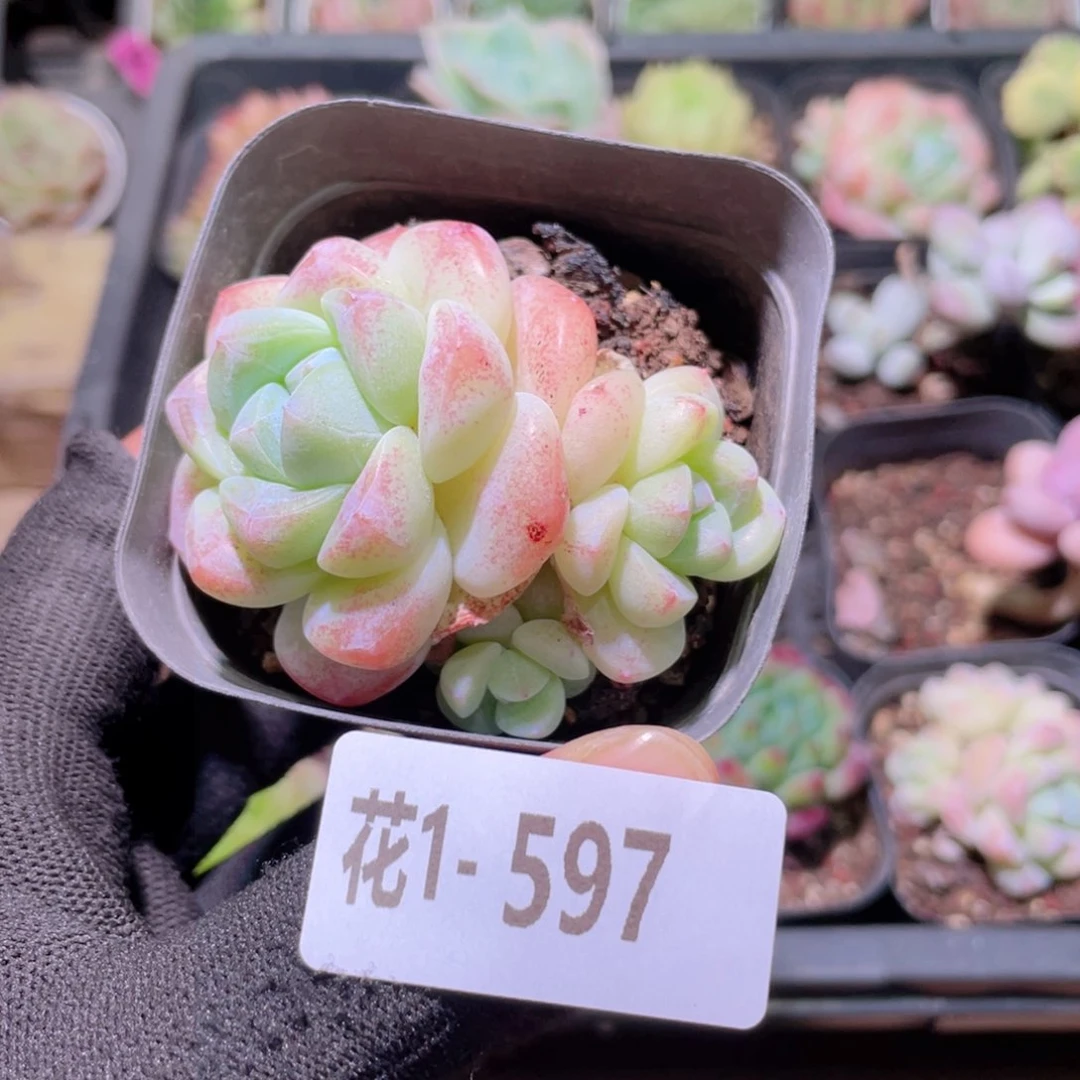 花利美1-597冰玉