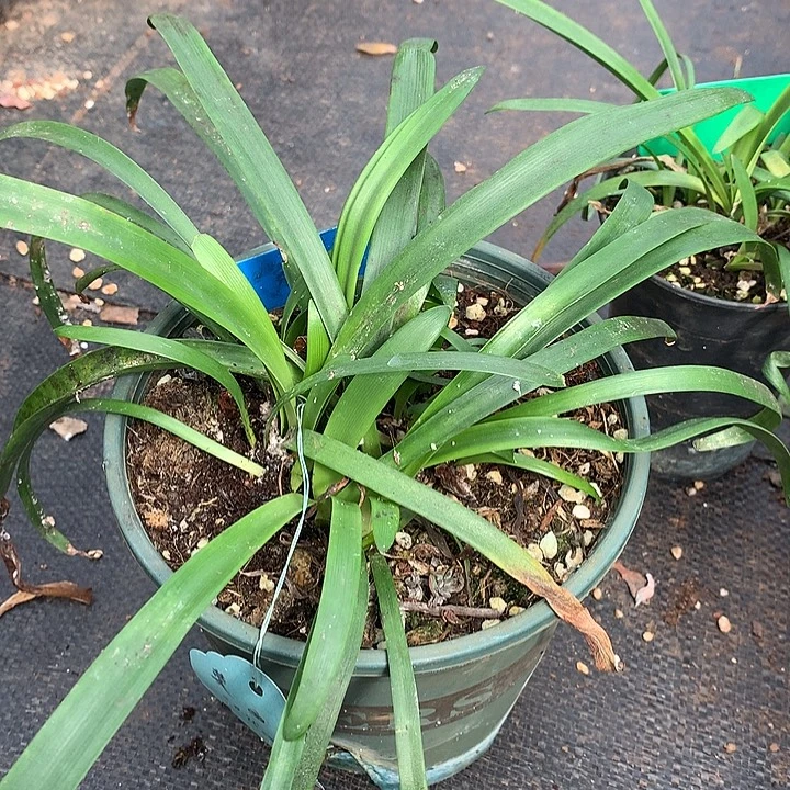 第九章侧球1cm左右 非偏远38包邮 节后发