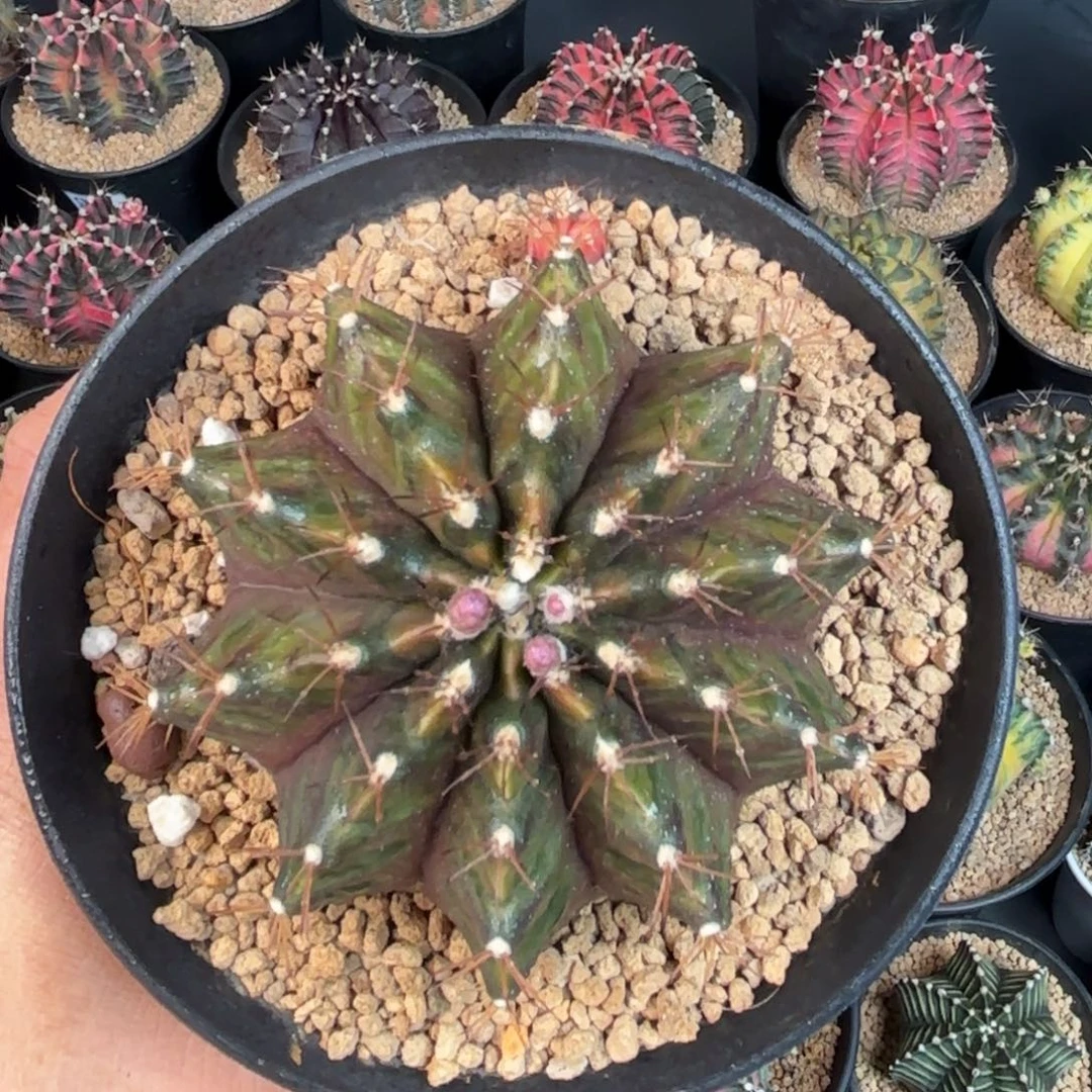 泰系米哈乌贼后代实生晒伤109