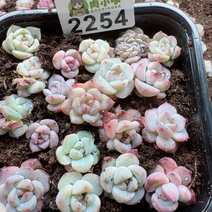 多肉植物多肉植物