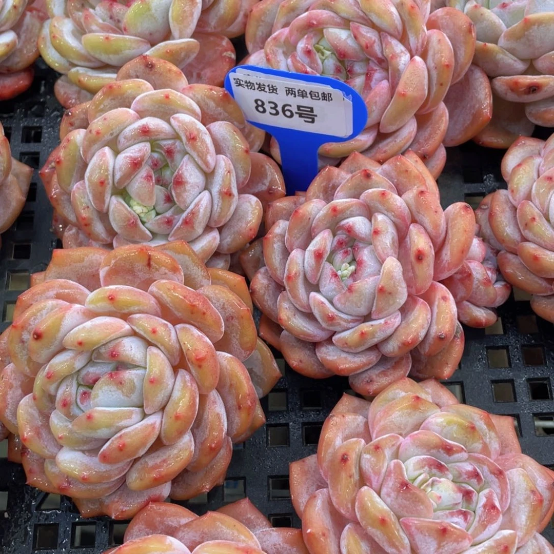 836号老桩母本大韩橙单头两个