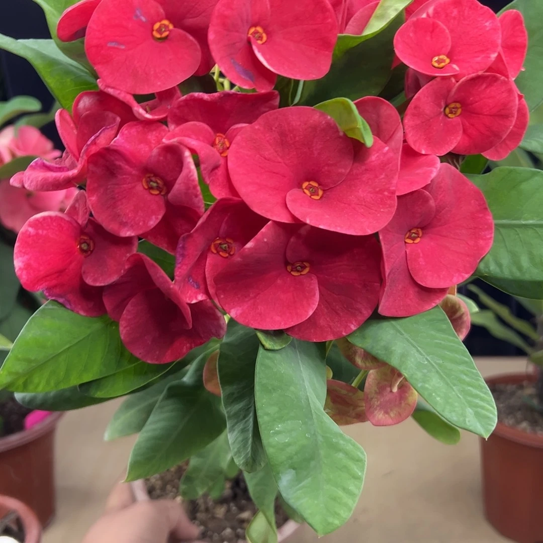 幸运女神泰国大花虎刺梅