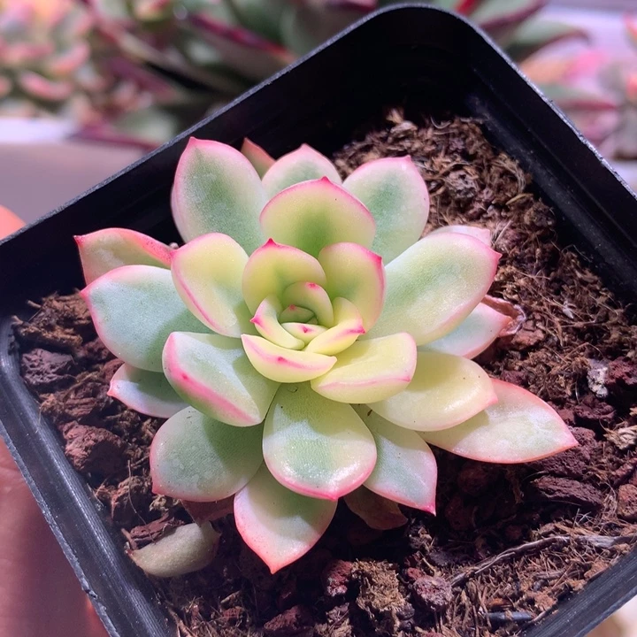 雨燕座腹轮锦有全锦叶片