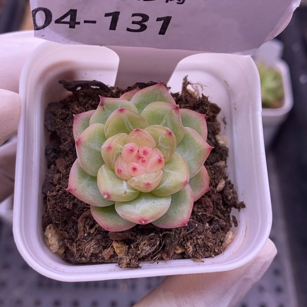 【闪购商品】04-131寒绯