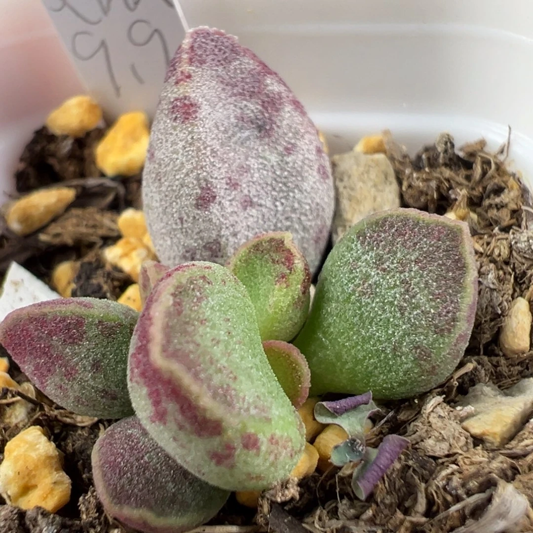 w艾薇多肉植物水泡