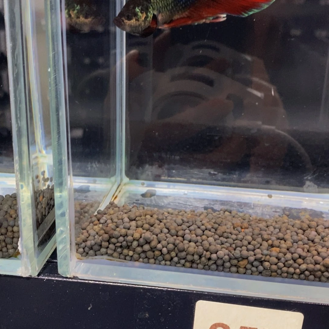 村***史斗鱼257巨斗1111111