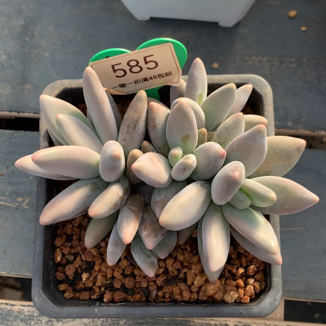 企鹅无砍一物一拍585