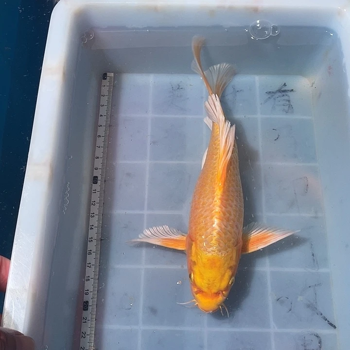 蝴蝶鲤鱼渔场直发89