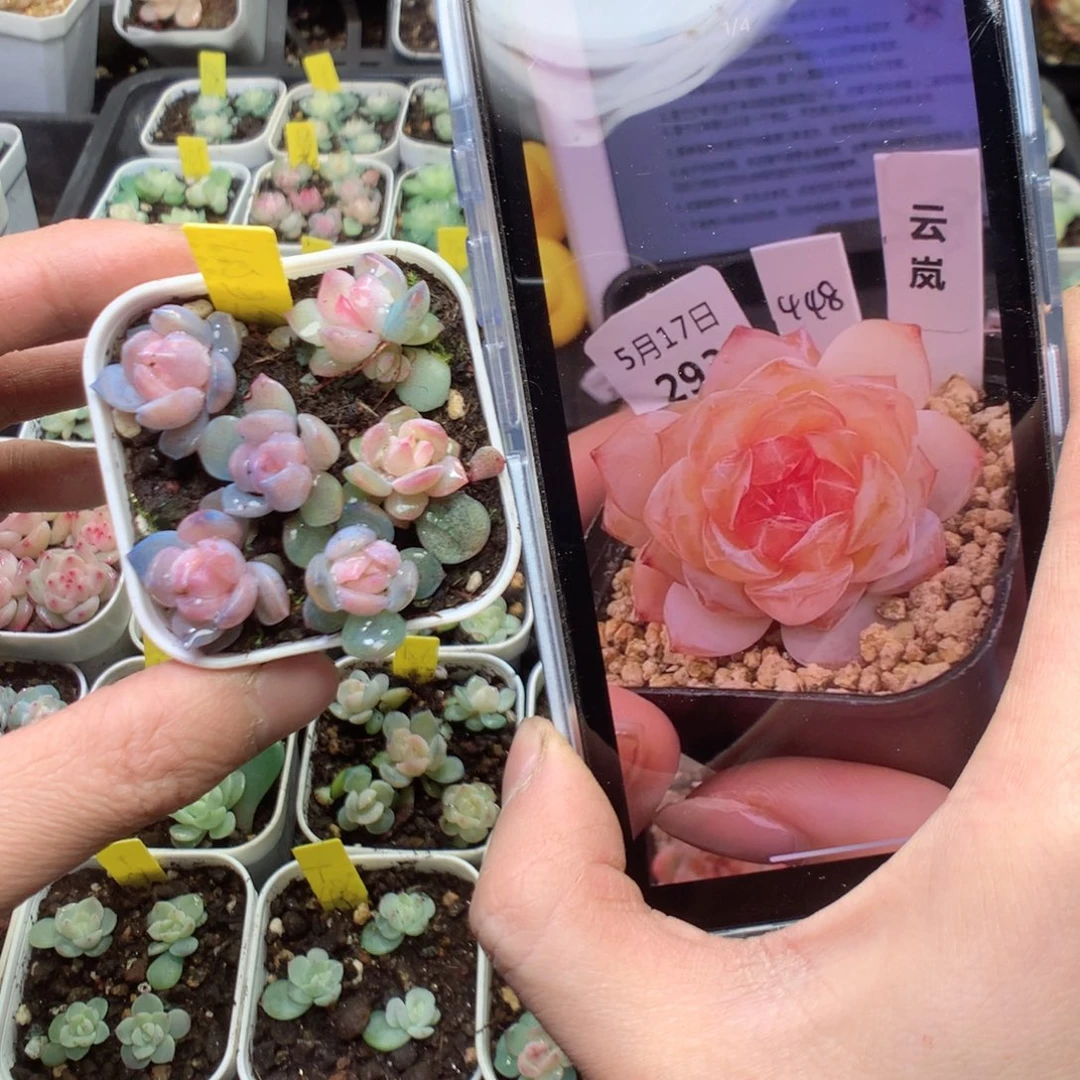 云岚6颗yyyyyyyyyyy