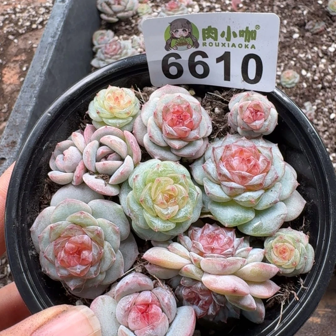 多肉植物多肉植物