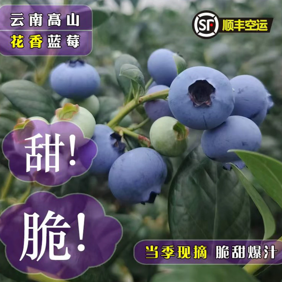 云南高山露天花香蓝莓脆甜花果香新鲜现采摘顺丰空运