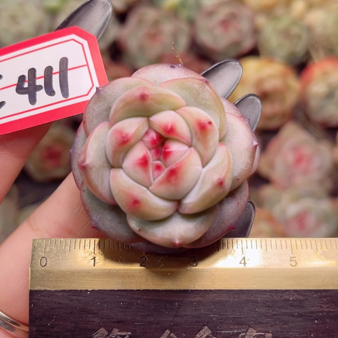 E411一物一拍 草莓泡泡