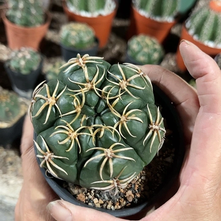 全部花朵高木海王