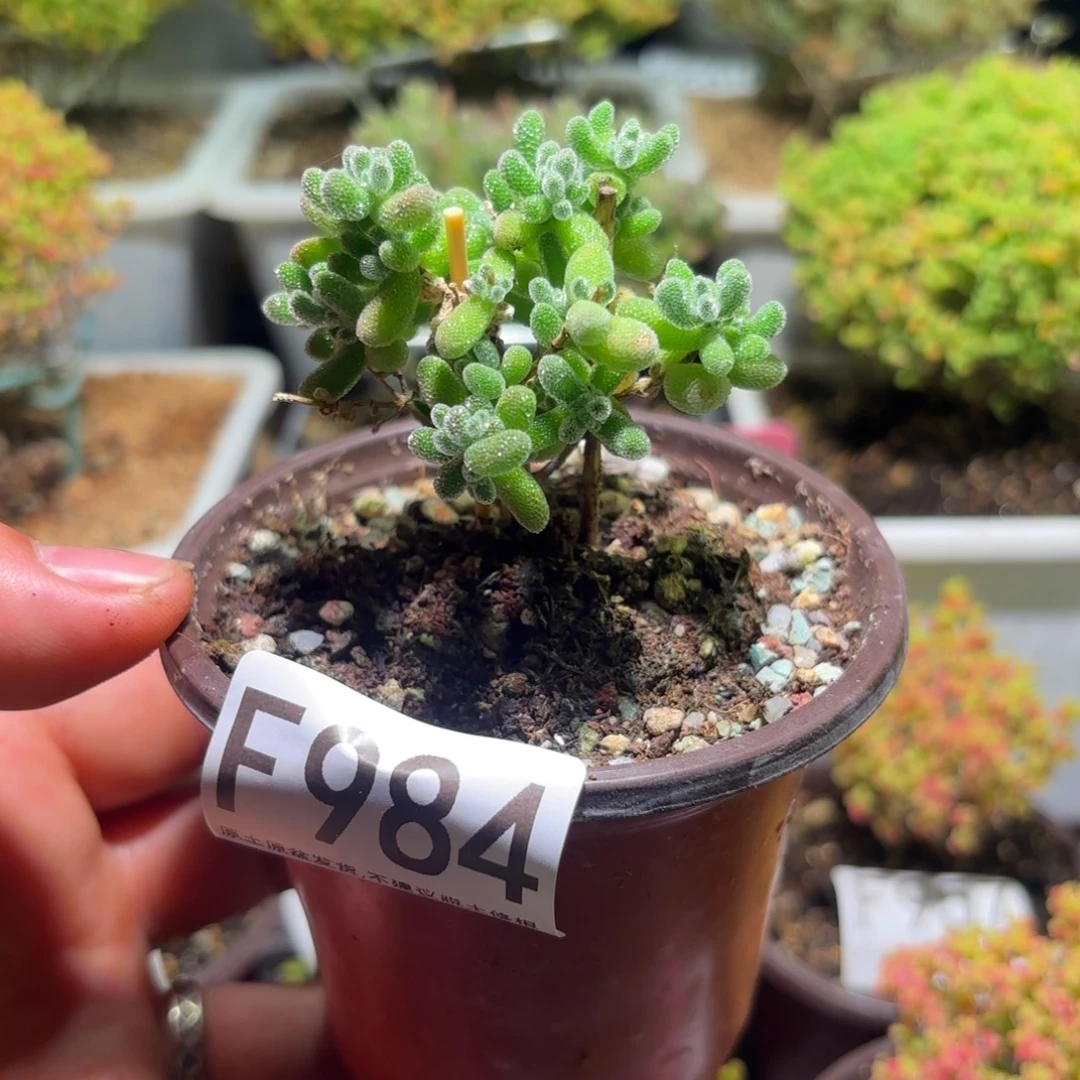 枝干番杏冰晶F984