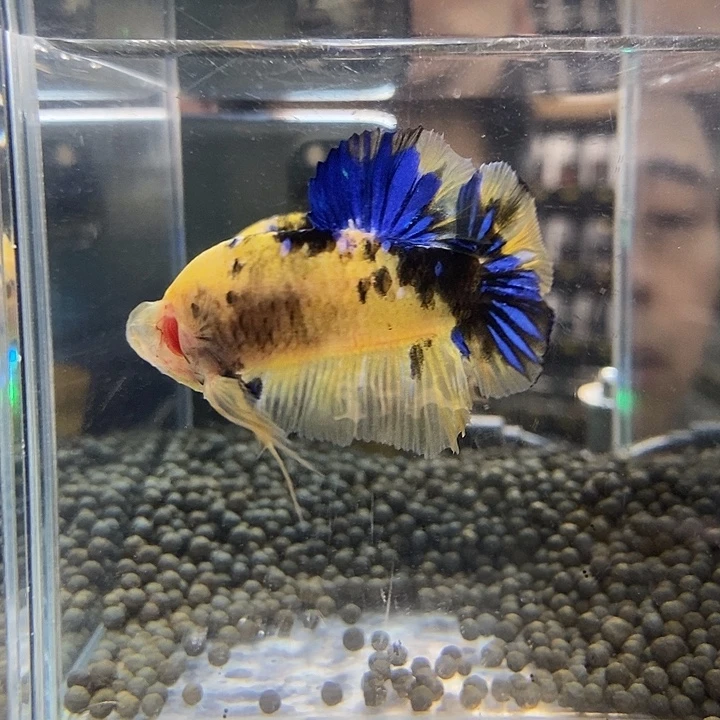 斗鱼黑09号巨否将军