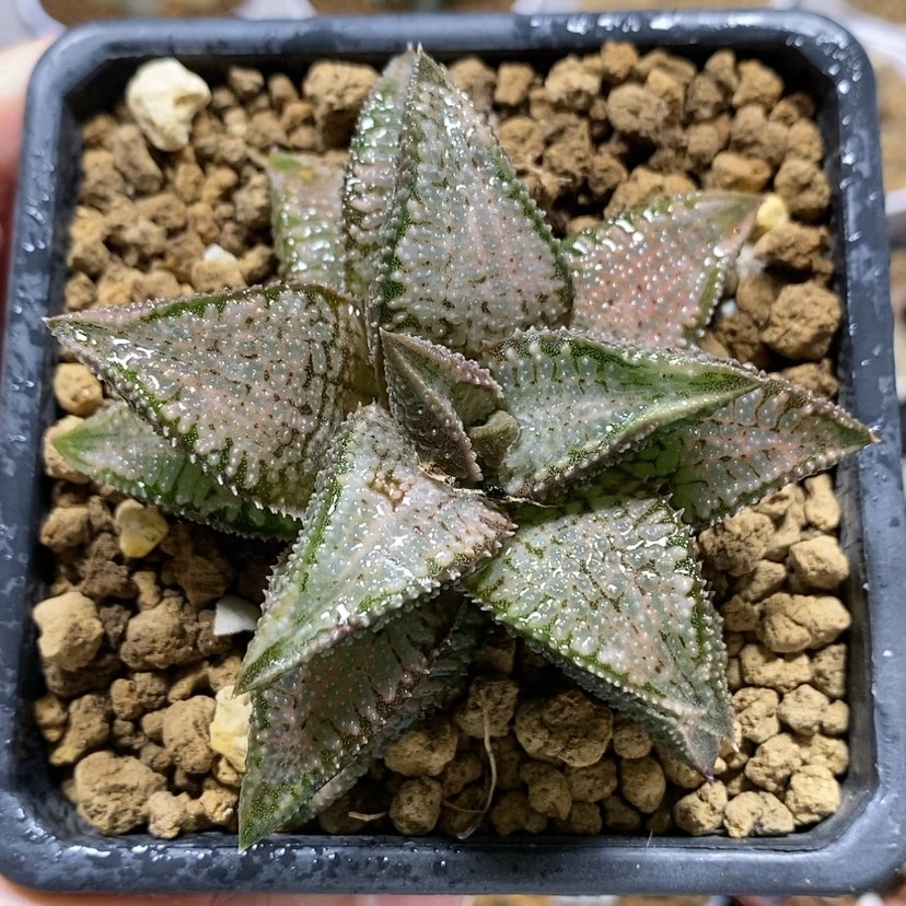 【闪购商品】119硬叶银狼蛛