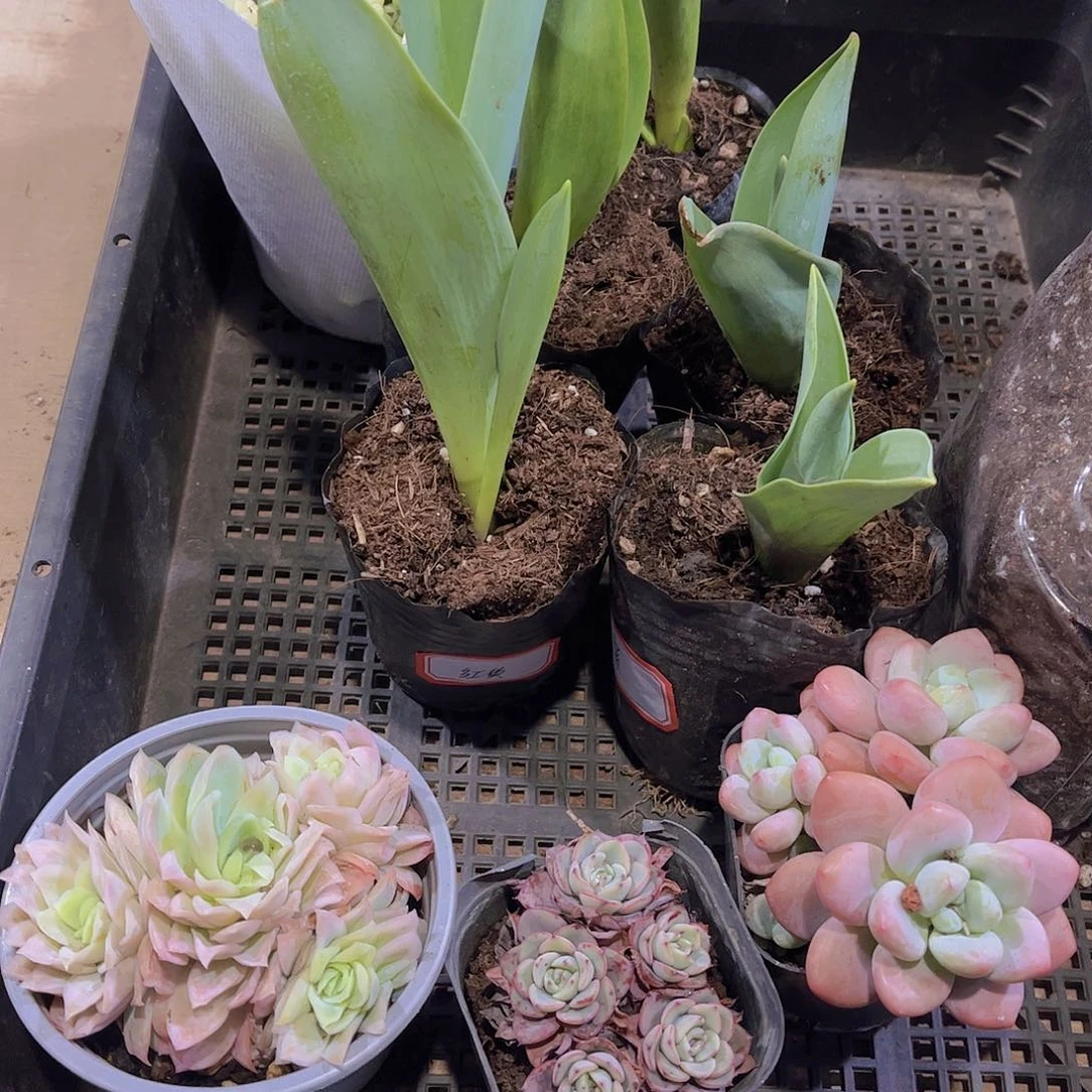 多肉999多肉植物