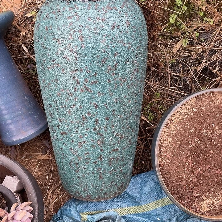 梦***魂完全开放多肉植物，一物一拍