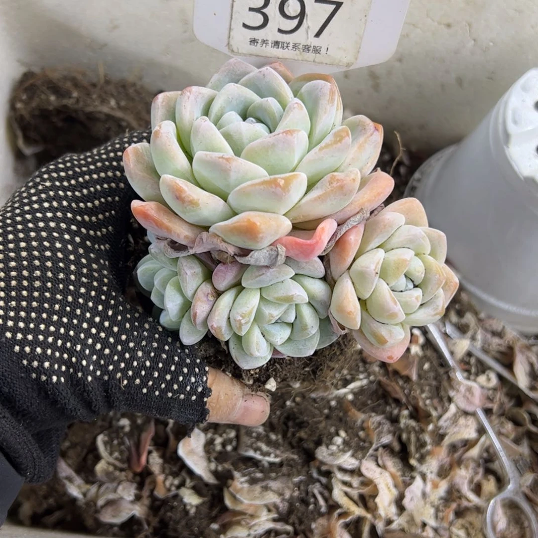 红陶c**i397号多肉植物