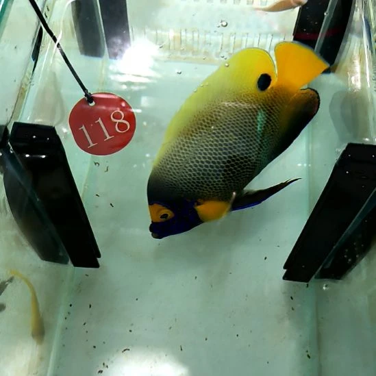 海水鱼蓝面14+/10-108-118鱼鳞有微瑕