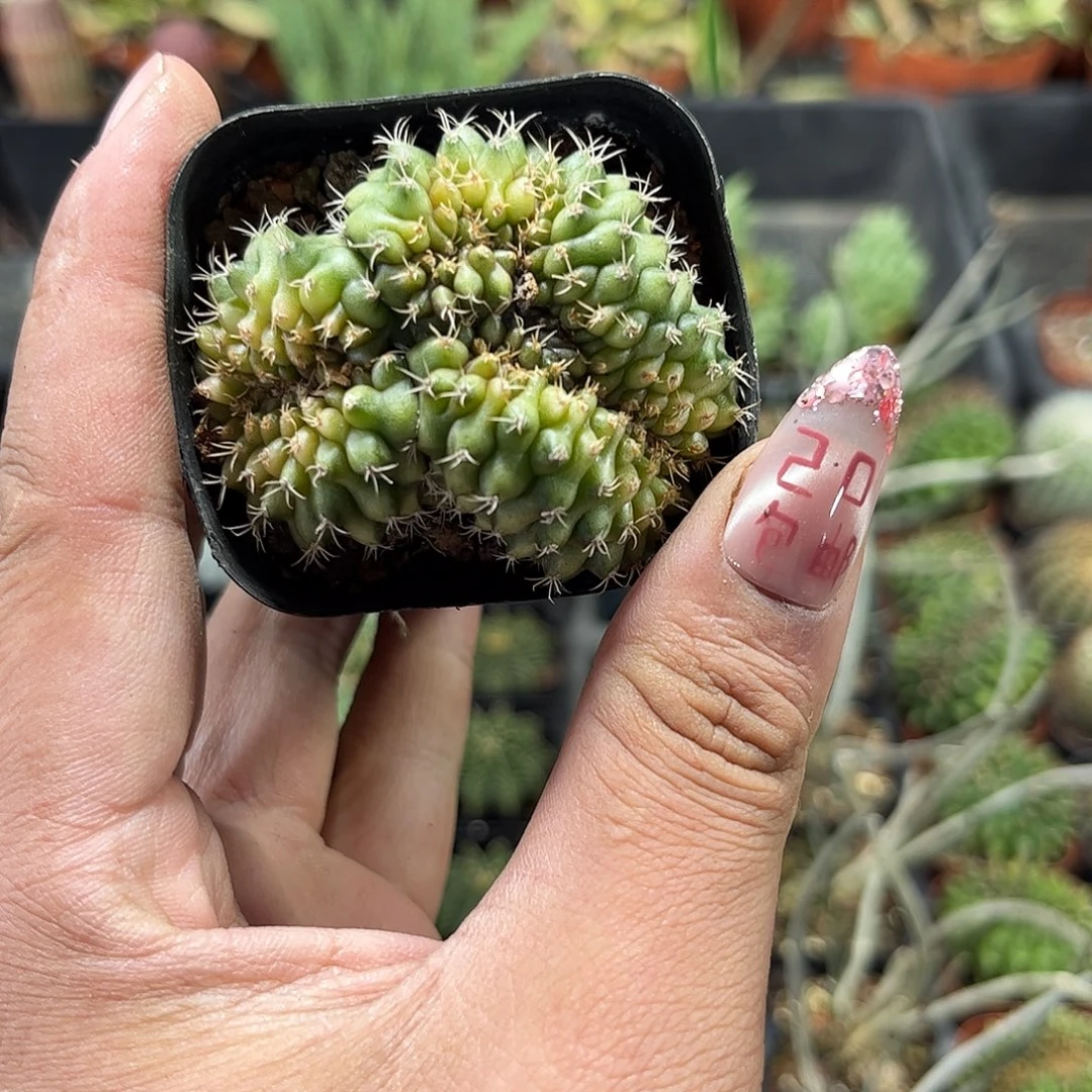 猪大肠单头发货单头