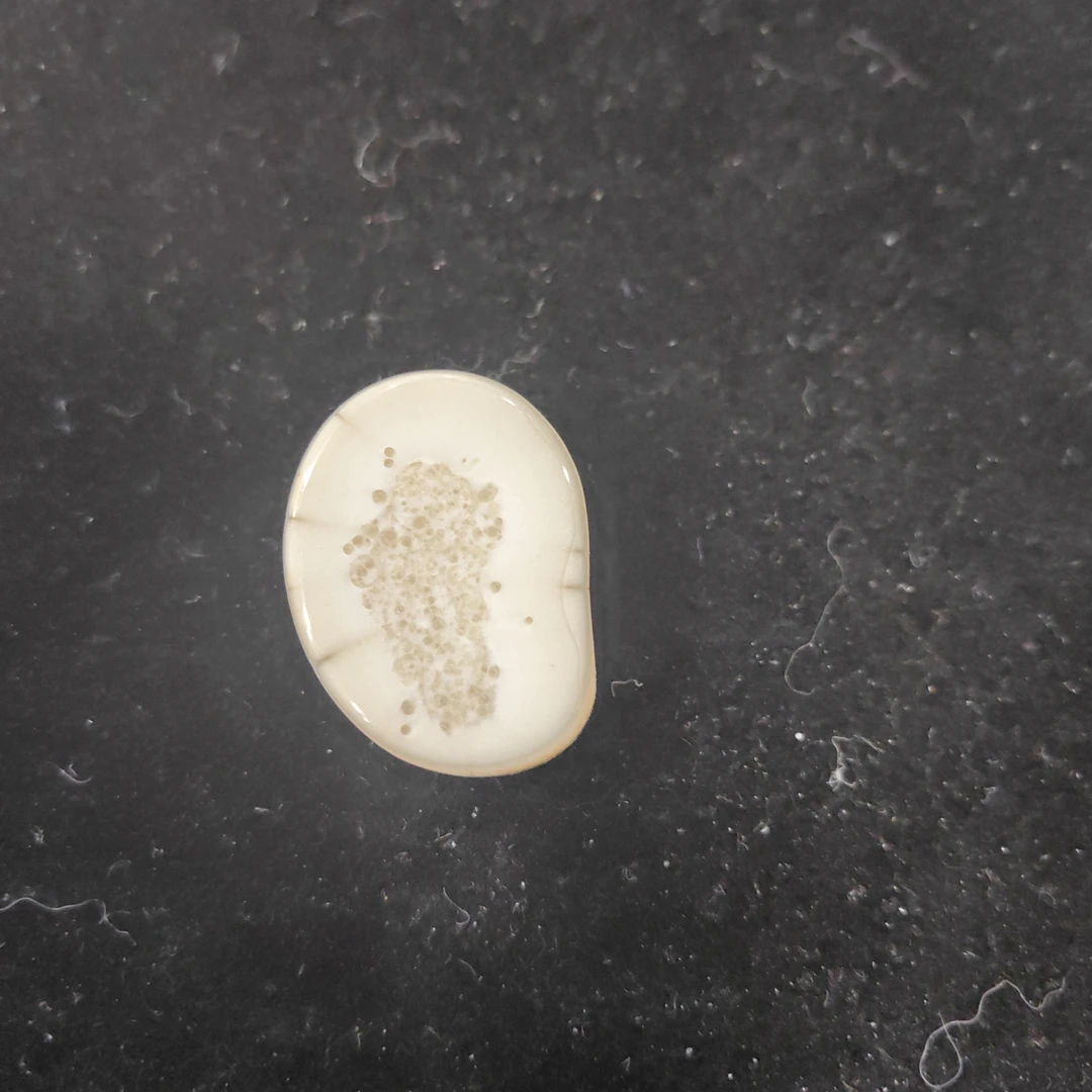 猛犸猛犸虬饼子WT579