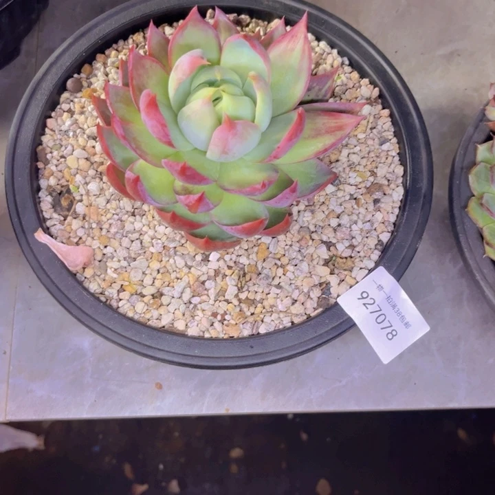 小***二惊鸿078多肉植物盆栽