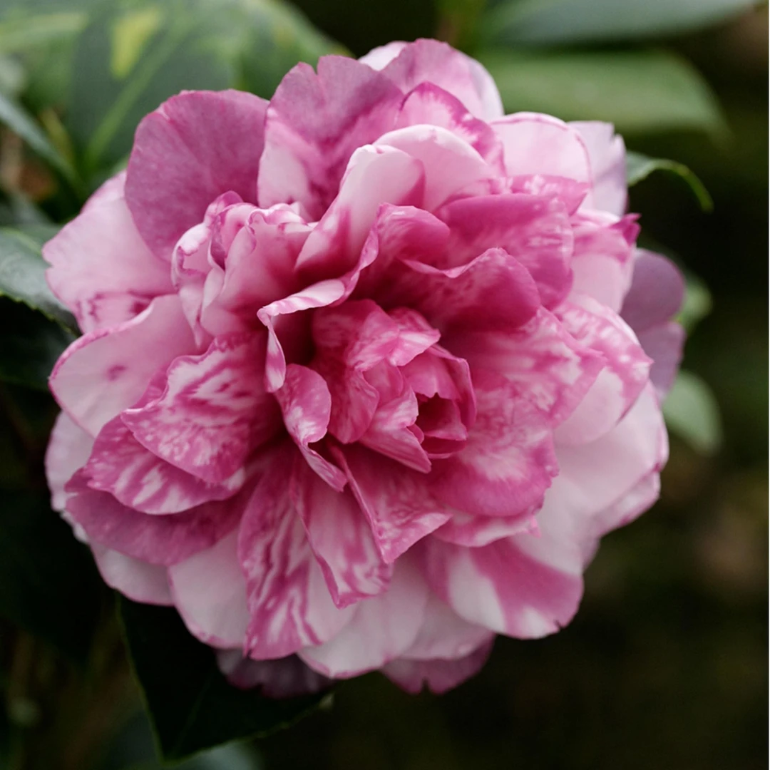 斑丽修（艳无双） 山茶花有花苞盆栽阳台庭院户外【扦插原生苗】