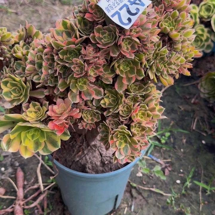 女妖朵朵花29-11包邮花花