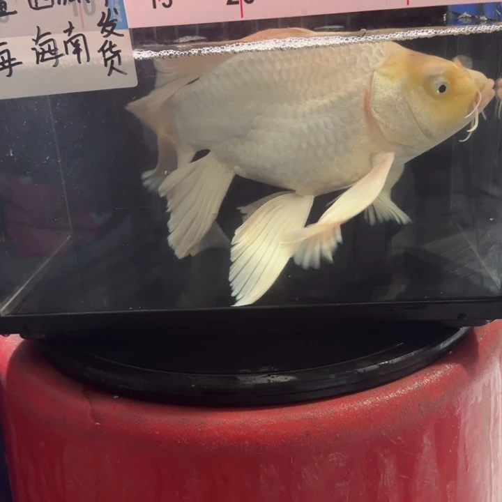 蝴蝶鲤鱼蝴蝶鲤158