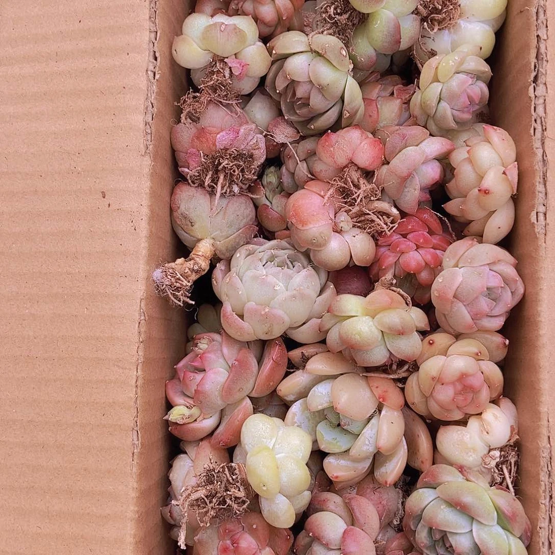 00000000000002量拍保底50颗