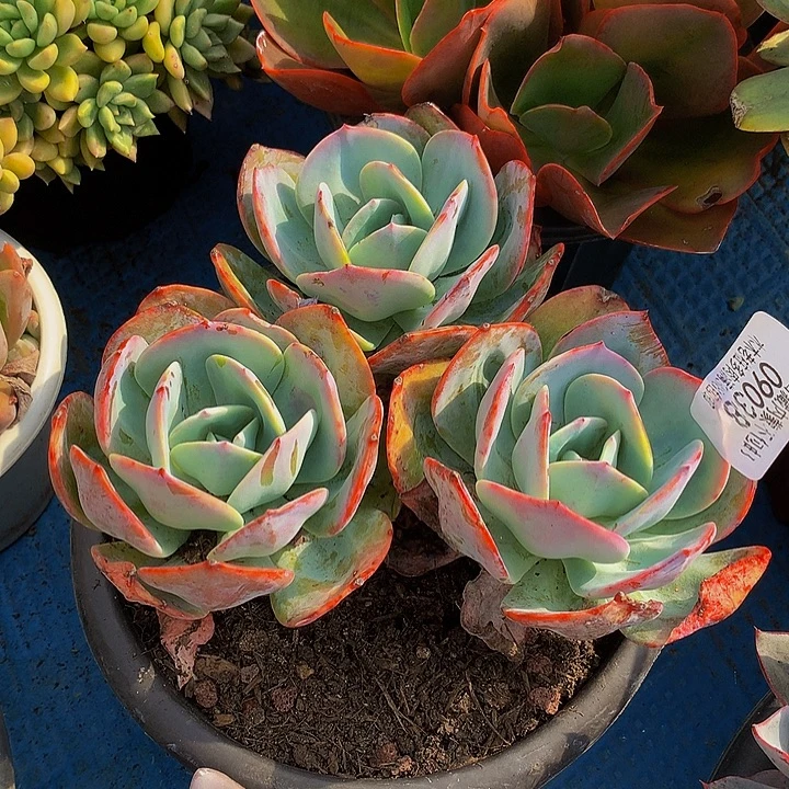 用***2    血凤多肉09038